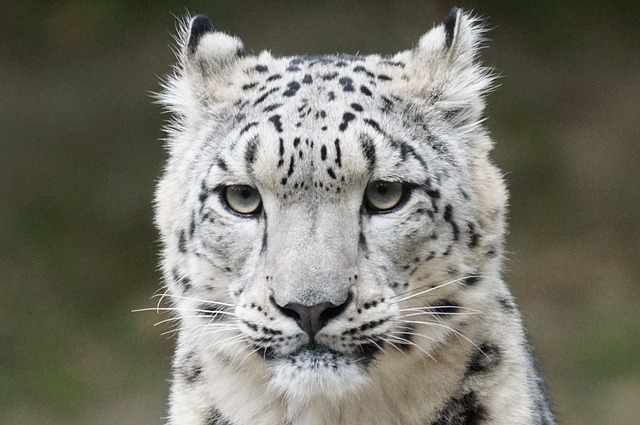 Leopard snežný už viac nepatrí na zoznam ohrozených druhov !