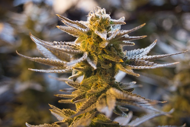 Užívanie marihuany medzi tínedžermi v USA neustále klesá, a to aj napriek legalizácií