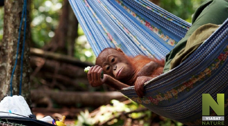 Kde ešte môžete dnes stretnúť orangutana zoči voči?