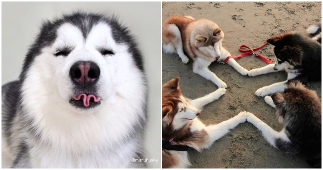 Tieto fotografie vás zrejme presvedčia, že husky je tá najdivnejšia psia rasa