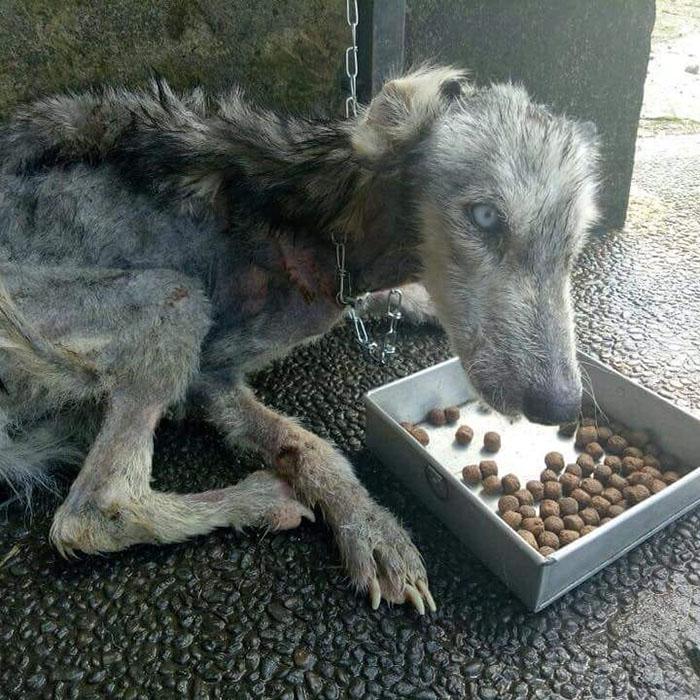 Osud sa s touto fenkou huskyho kruto zahral, no teraz sa má ako v bavlnke