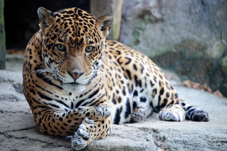 Populácia jaguárov sa zvyšuje a odlesňovanie v brazílskych lesoch sa darí výrazne znižovať