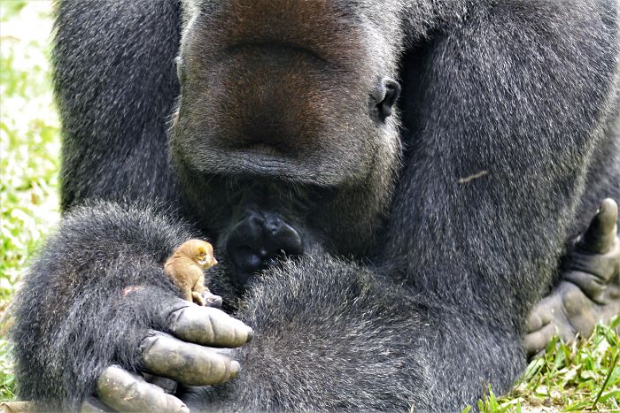 Jeden z najneobvyklejších vzťahov, aké si viete predstaviť, vznikol medzi týmito zvieratami
