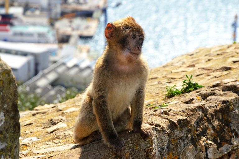 Gibraltár – zaujímavosti o jedinej európskej krajine, kde žijú opice a mnoho ďalších faktov