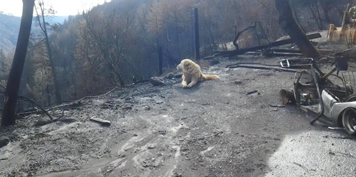 Neuveriteľný psík čakal na svoju majiteľku v ruinách svojho domova, až kým sa po neho nevrátila