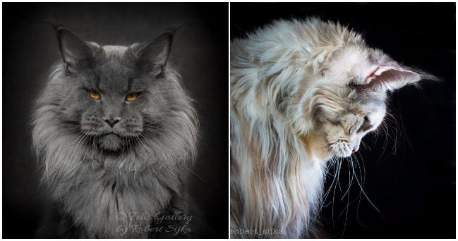 Maine Coons alebo mystické bytosti, ktoré nás nikdy neprestanú prekvapovať