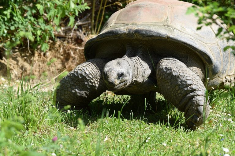 Zopár zaujímavostí zo sveta úctyhodných korytnačiek, ktoré žili ešte v dobe dinosaurov