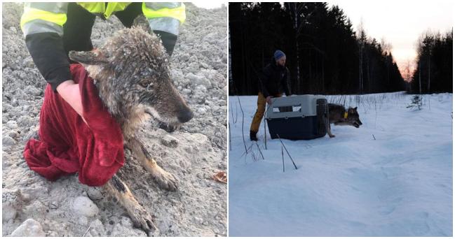 Mysleli si, že zo zamrznutého jazera v Estónsku zachránili psa, no u veterinára im povedali niečo iné