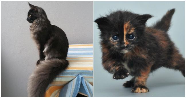 Maine Coon sú jedne z najmajestatnejších mačiek, no už aj ako mačiatka sú výnimočné