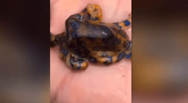 Turista na austrálskej pláži netušil, že drží v ruke jednu z najjedovatejších kreatúr v oceáne