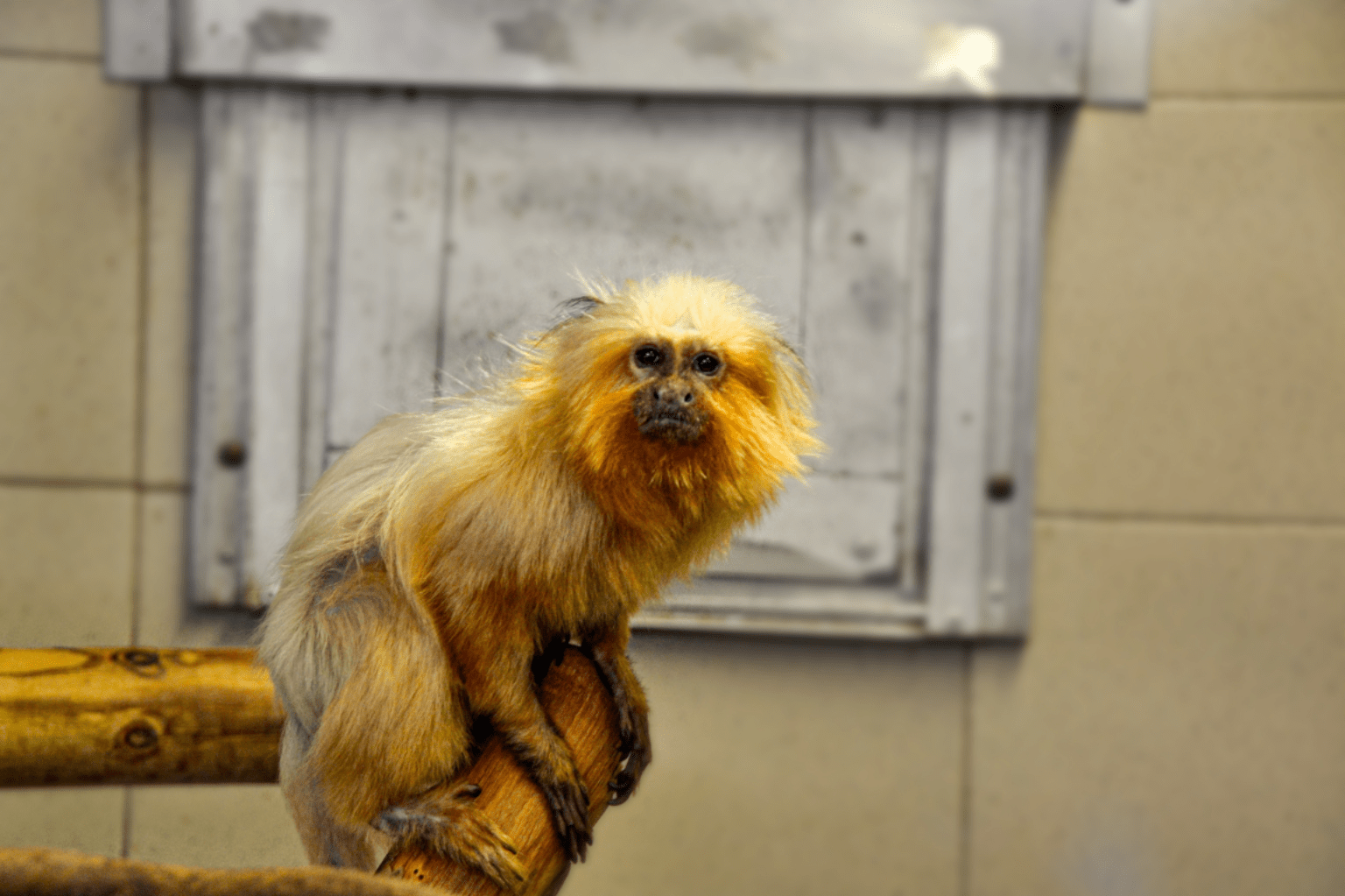 Parco Zoo