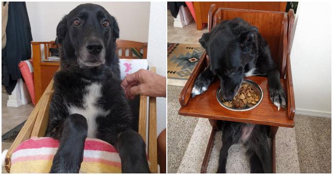 Kvôli chorobe museli fenke vyrobiť špeciálnu stoličku, na ktorej počas jedenia sedela