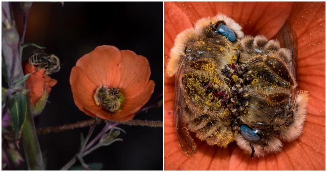 Tomuto fotografovi sa podaril veľmi nevídaný záber – zachytil včely spiace v kvete