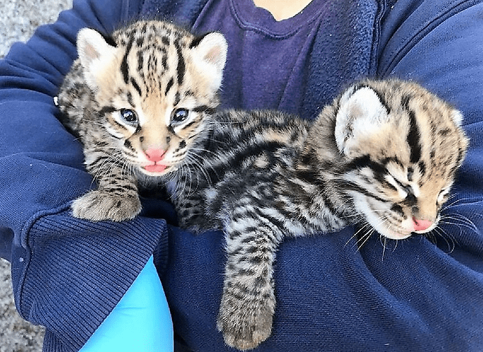V ZOO sa podarilo priviesť na svet 3 vzácnych ocelotov, a to vďaka zmrazeným spermiám