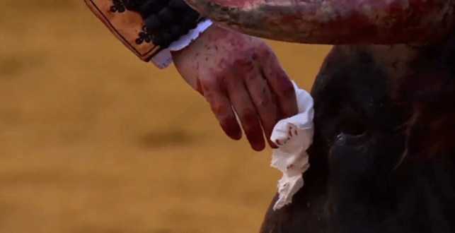 Matador zotrel krv stekajúcu po býkovej tvári predtým, ako ho zavraždil. Okamžite sa vzniesla vlna kritiky