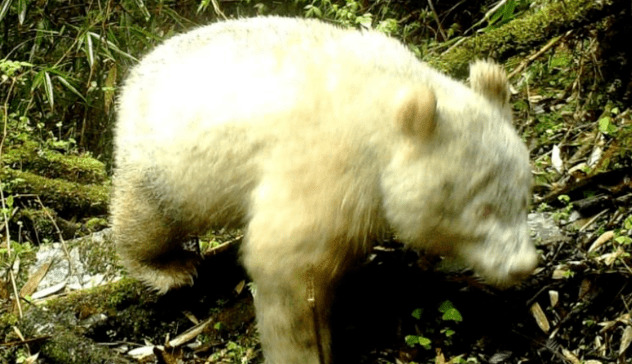 V čínskej rezervácii spozorovali vôbec prvú obrovskú pandu, ktorá trpí albinizmom