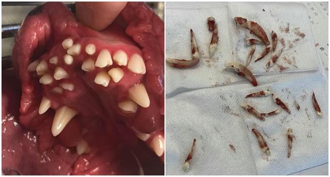 Majiteľka psa zostala šokovaná po tom, čo jej veterinár oznámil, že jej miláčik má 70 zubov!