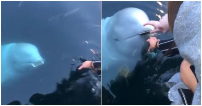 Veľryba beluga opäť zahviezdila, no tentoraz to bolo pre jej veľký čin