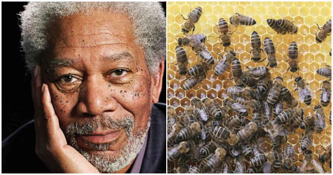 Známy herec Morgan Freeman mení svoj ranč na včelie kráľovstvo – nedokáže sa pozerať na zmenšujúcu sa populáciu