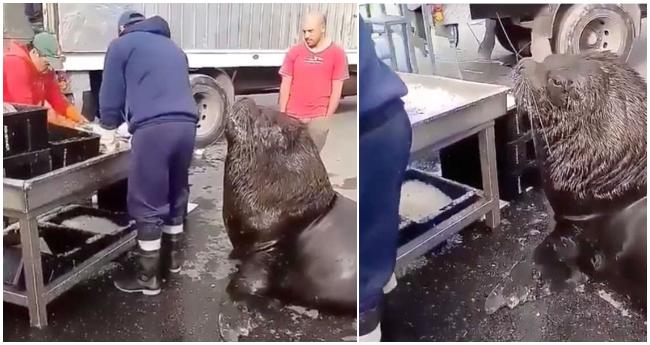 Obrovský tuleň sa stal hitom internetu po tom, ako sa objavil medzi rybármi čakajúc na svoju odmenu