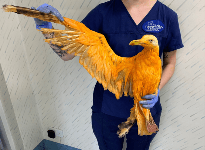 Mysleli si, že ide o nový druh vtáka. Veterinár však zistil, že je to len zvláštne zafarbená čajka