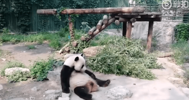 Dvaja nespratníci v čínskej zoo hádzali kamene do pandy, aby ju prebudili. Museli zasahovať ošetrovatelia
