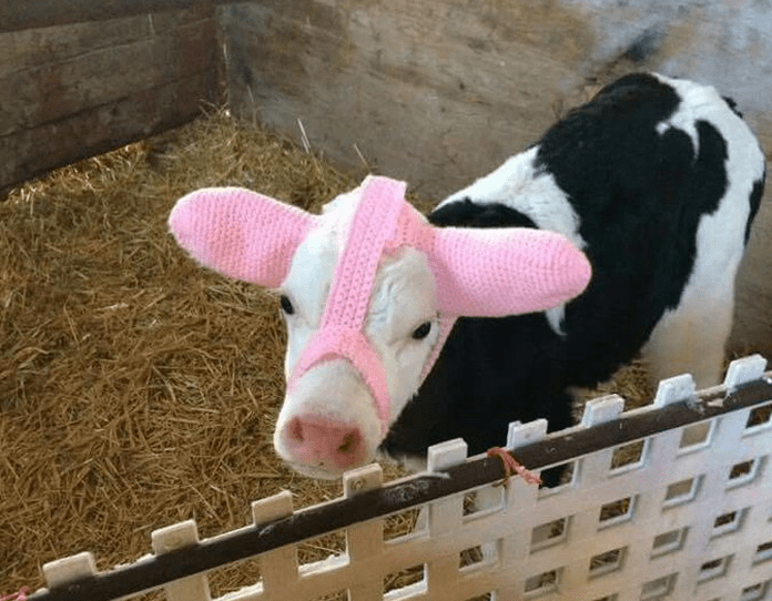 Farmári chránia svoje teliatka pred zimou takýmto originálnym spôsobom