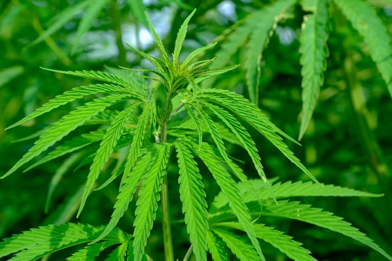 Marihuana je podľa vedcov až 30-krát účinnejšia v boji proti bolesti ako aspirín a liek z nej nie je návykový