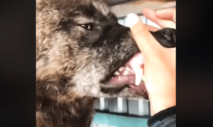 Tomuto mužovi odvaha zrejme nechýba, žije totiž s najväčším vlkom na svete