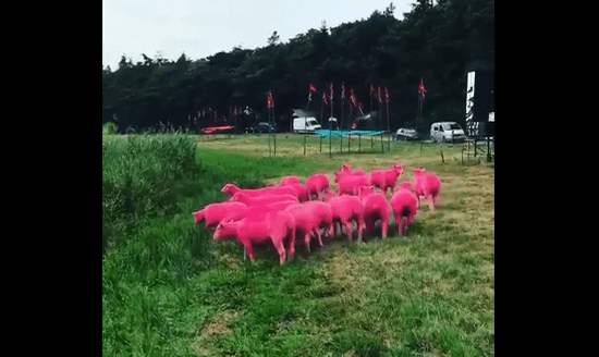 Organizátori Latitude festivalu zaslali na Twitter video plné ružových oviec. Bez odozvy dlho nezostalo