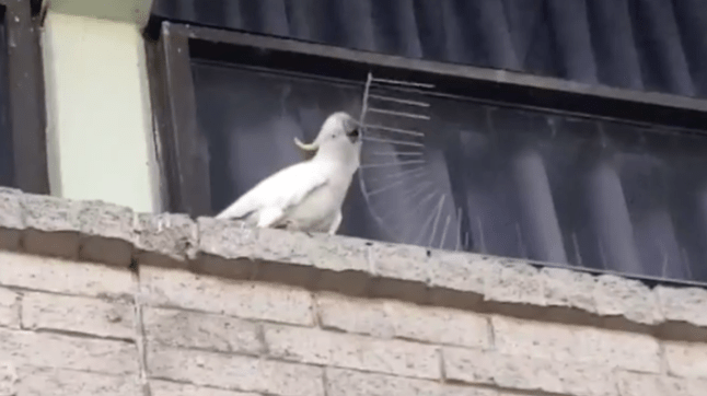 Kakadu sa rozhodol, že hroty osadené na streche, kvôli ktorým nemôžu vtáky hniezdiť, povytrháva