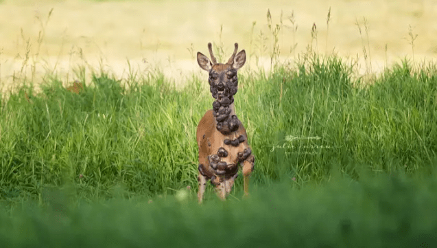 Tento jeleň je pokrytý obrovskými tumormi, čo prekvapilo nielen autorku fotografií, ale aj všetkých ostatných