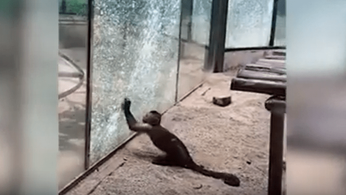 Smutné video opice, ktorá rozbíja klietku zo skla kameňom, obletelo svet