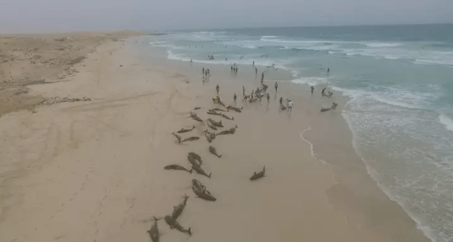 Na africkom pobreží sa našlo vyše 130 mŕtvych delfínov! Dôvod zatiaľ nepoznajú