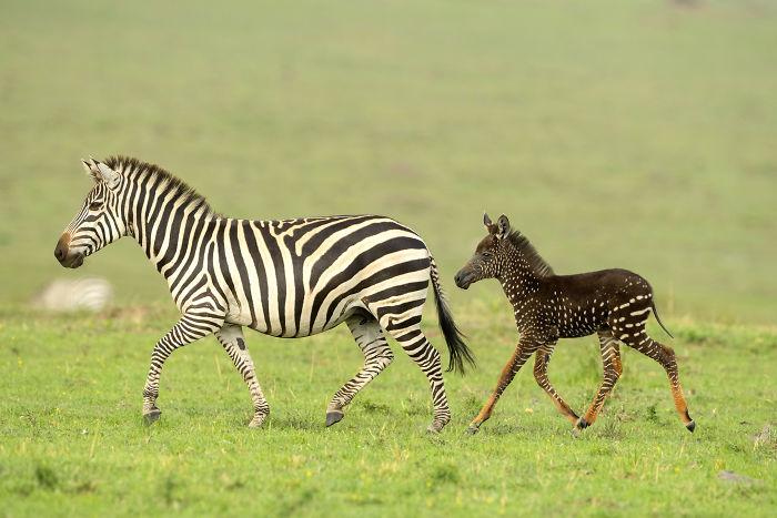 V africkom parku sa narodila rozkošná zebra s bodkami namiesto pruhov, ide tak o raritný stav, čo však nie je dobrá správa