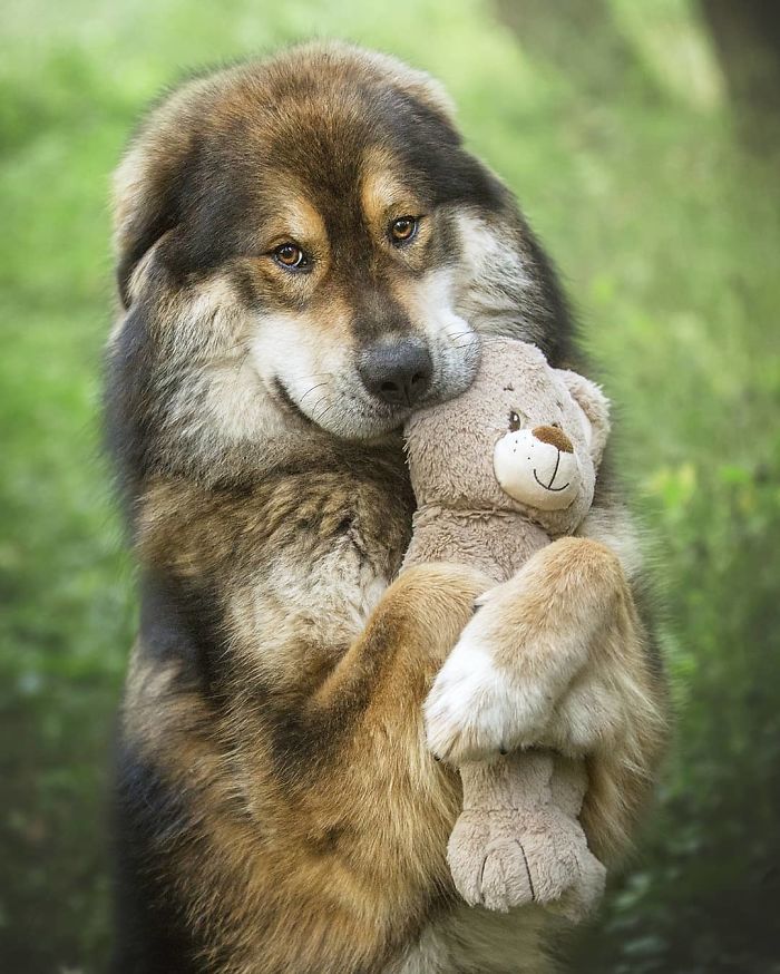 tibetská doga