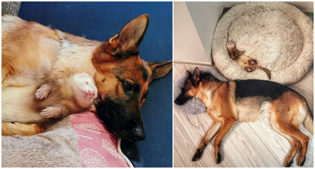 Táto fenka nemeckého ovčiaka a rozkošná fretka majú medzi sebou úžasný vzťah