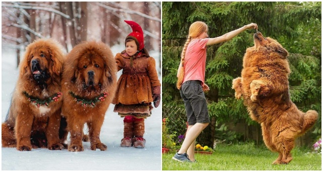 Tibetský mastif (doga) – Aké je to plemeno a ako vyzerá tento pes na fotografiách?