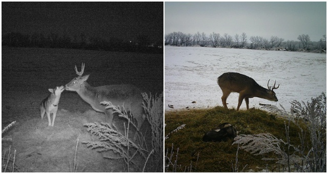 Žene jedného dňa zmizla fenka a vrátila sa po dlhšom čase. To, čo zistila vďaka fotopasciam ju šokovalo