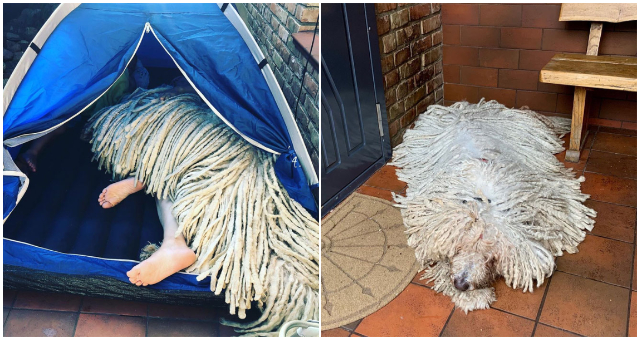 Na prvý pohľad budete mať zrejme problém určiť či ide o psa, alebo o mop