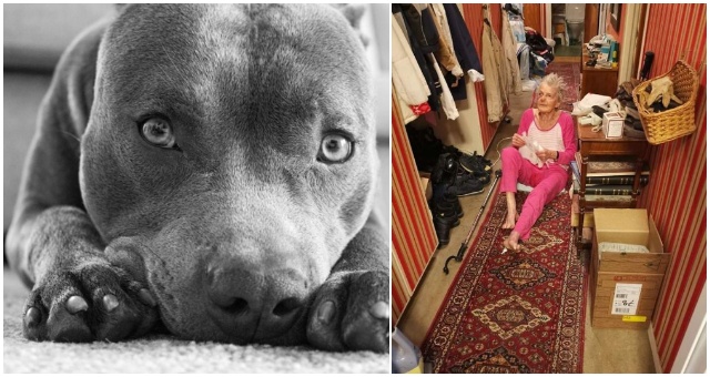 Staršia žena sa vždy bála susedovho pitbulla, až dokiaľ jej nezachránil život