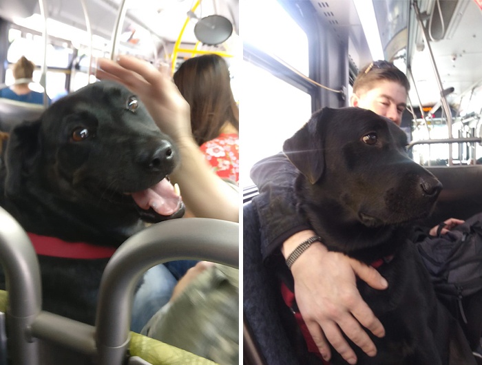 Fenka cestuje do miestneho parku úplne sama, pretože jej majiteľ nikdy nestíhal autobus. Všetci ju milujú
