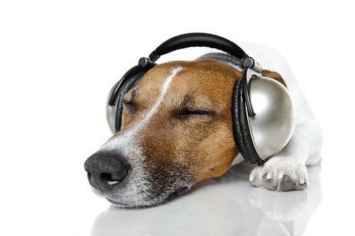 Púšťate hudbu svojmu domácemu miláčikovi? Spotify vám pre neho vytvorí hudobný zoznam na mieru