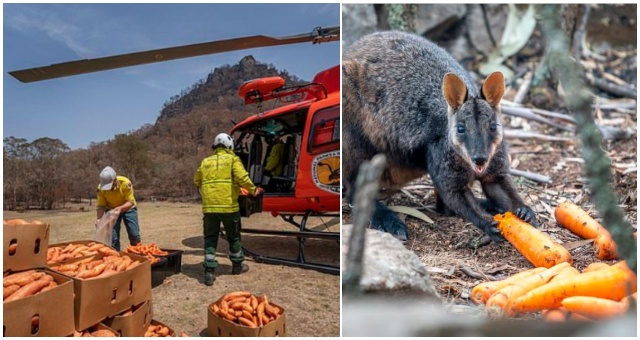 Pomocou vrtuľníkov zhodili už tisícky kilogramov zeleniny, aby nakŕmili hladné zvieratá