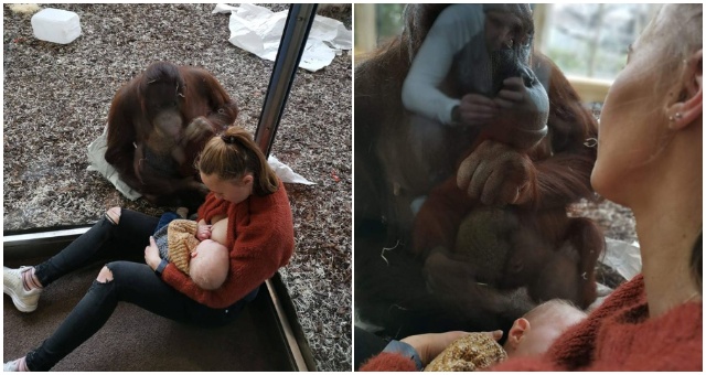 Matka si sadla v ZOO vedľa orangutána, aby nakojila svojho syna a pozrite sa na reakciu zvieraťa