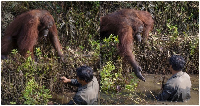 Krásne fotografie orangutana a muža, ktorý má za úlohu chrániť ich obleteli svet