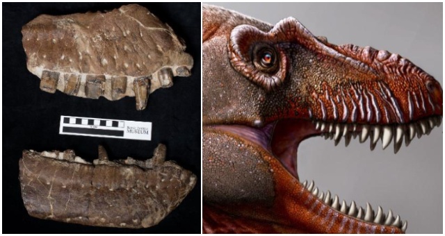 Farmár objavil vzácne fosílie dinosaura, ktorý patril do rodiny Tyrannosaurov, no žil ešte ďaleko pred nimi