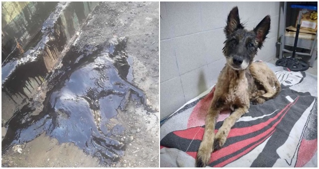 Fenku niekto polial smolou, no dobrým ľuďom sa ju podarilo zázračne zachrániť!