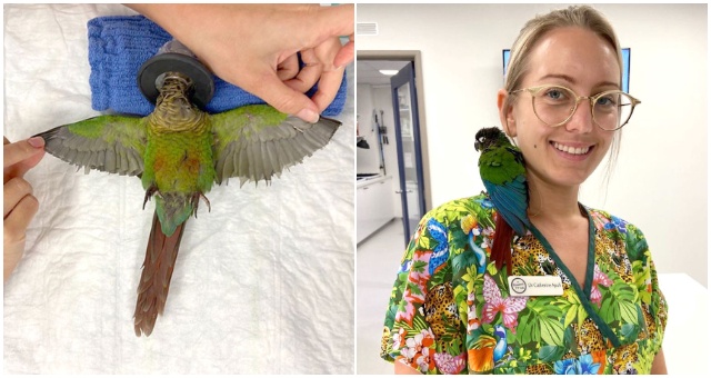 Veterinárka prinavrátila papagájovi, ktorému niekto odstrihol krídla, schopnosť lietať