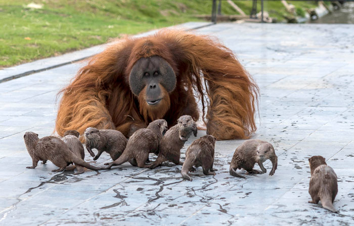 Vydry v belgickej zoo sa skamarátili s rodinkou orangutanov. Pozrite si ich krásny vzťah